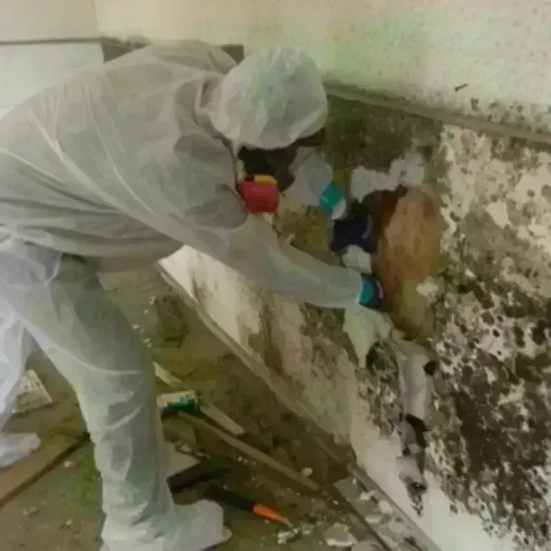 Mold Remediation and Removal in Big River, CA